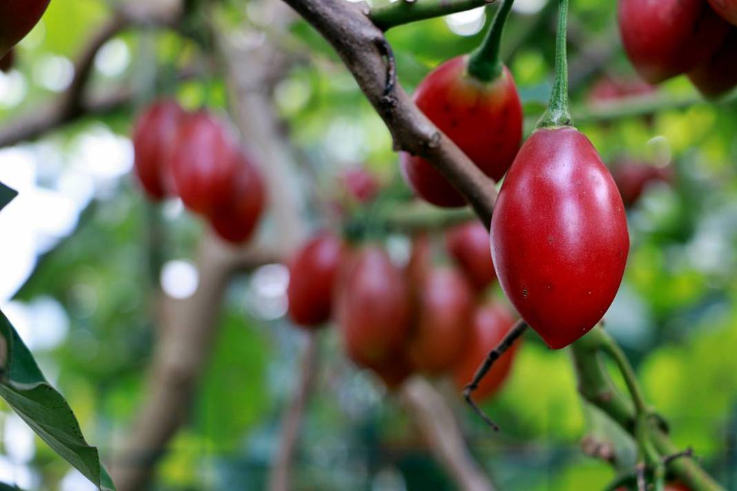 İlk kez görenler şaşkınlıkla izliyor: Bu domates ağaçtan toplanıyor! Yıllar önce o ülkeden getirdi, bu sezon bolluk yaşanıyor 8